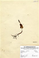 藏品(扇羽陰地蕨)的圖片